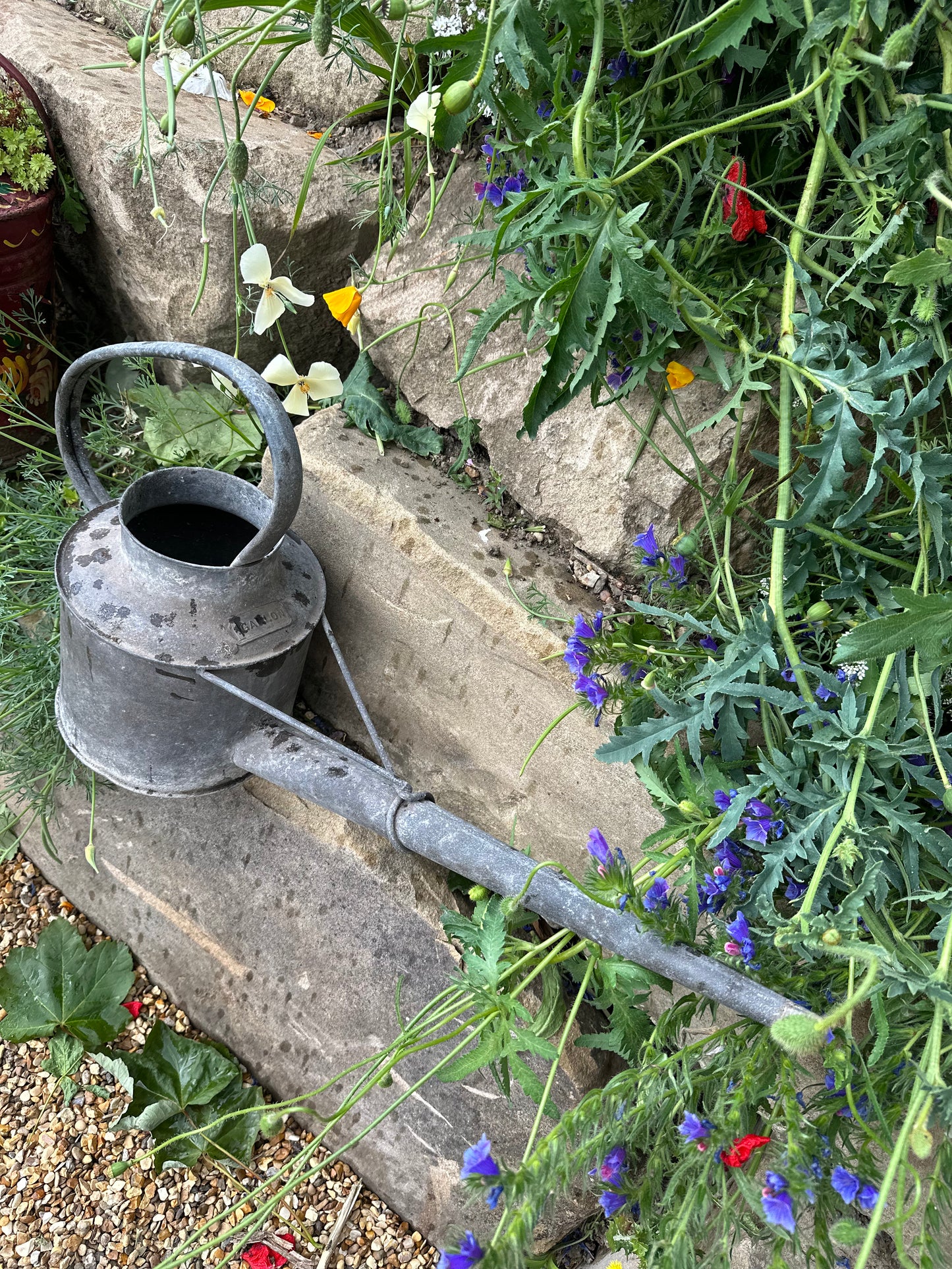 Galvanised Watering Can. This one gallon vintage can is ideal for indoor use with the long slender spout and modern rustic timeless feel.