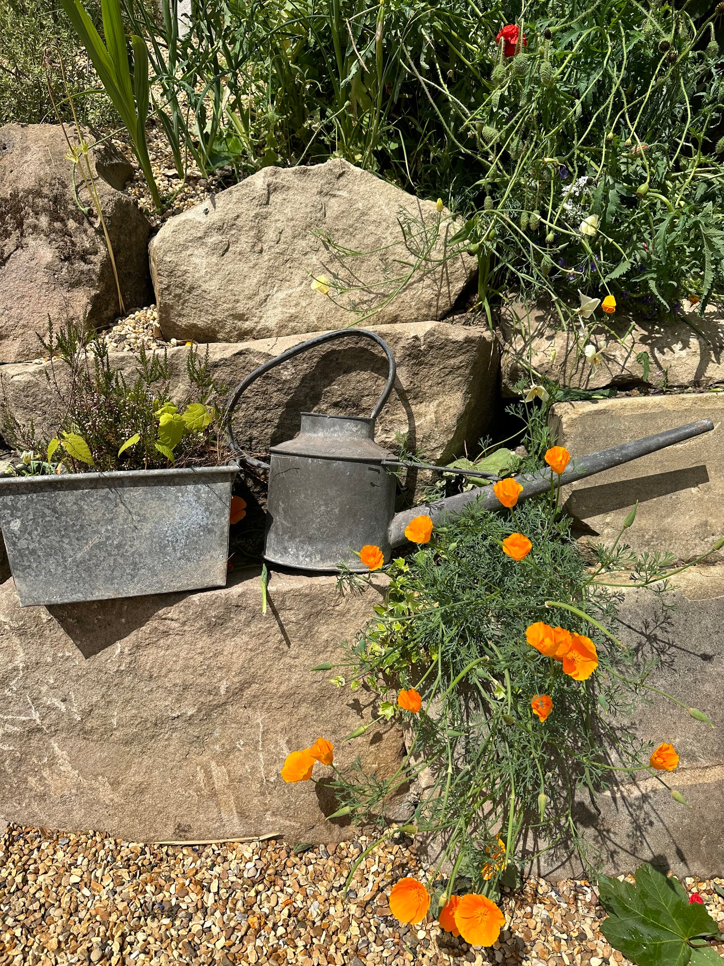 Galvanised Watering Can. This one gallon vintage can is ideal for indoor use with the long slender spout and modern rustic timeless feel.
